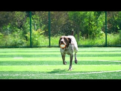 Vocal Orange for Dogs
